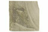 Bargain, Eurypterus (Sea Scorpion) Fossil - New York #369351-1
